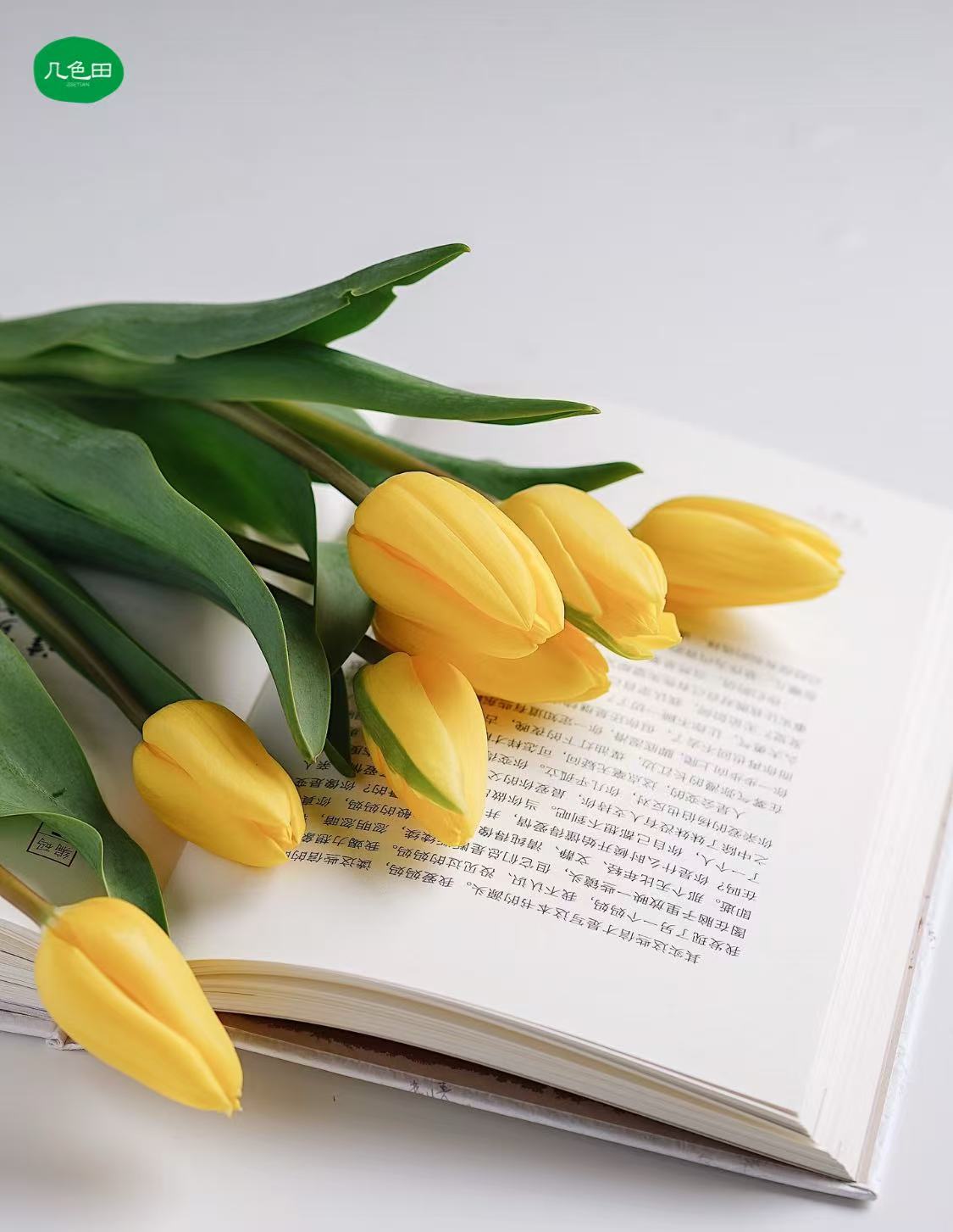 AA黄色郁金香----云南直发鲜花云南花插花鲜花