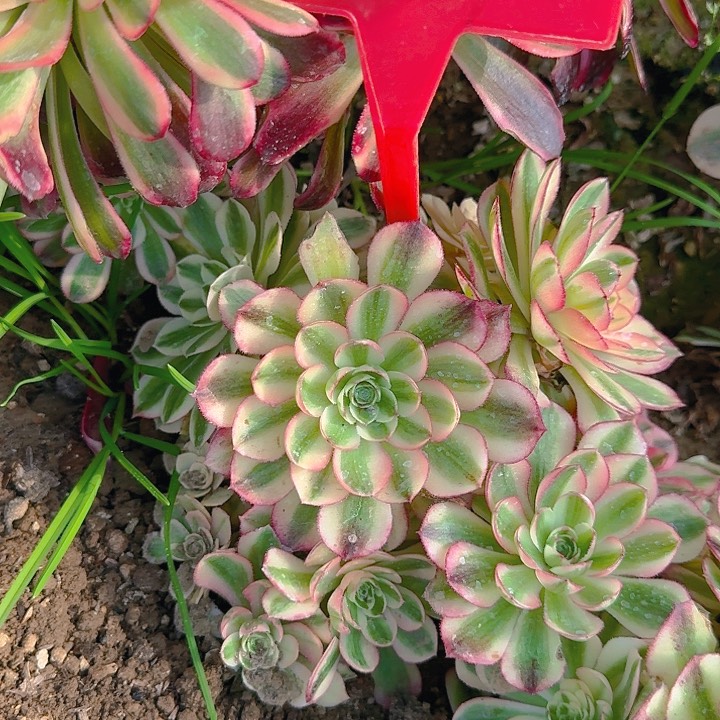 1-61荔枝多肉法师