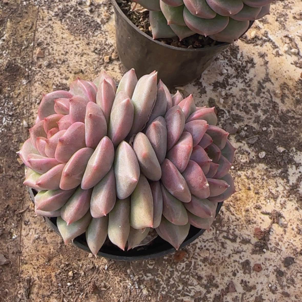 【闪购商品】紫雪9.9