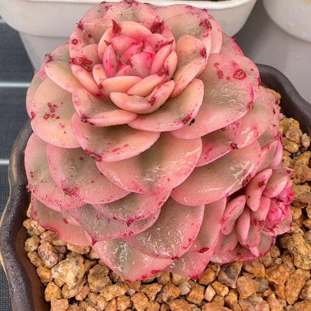 从前慢花园精选多肉蜡牡丹锦