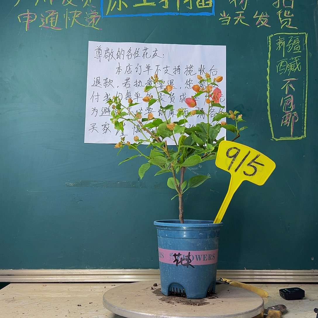 当前无花栽培后可以开花福利 热带花束 915