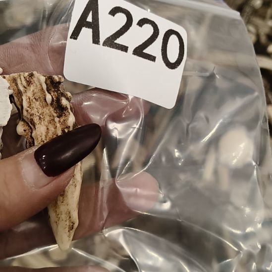 懒***i鹿角鹿角鹿角鹿角鹿角