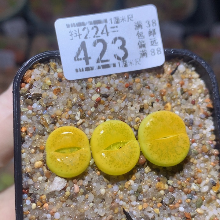 精品生石花224.423