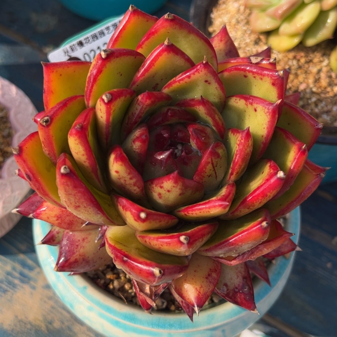 从前慢多肉精选编号0212.261