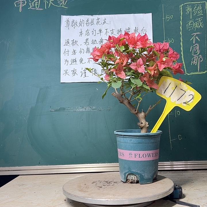 当前无花栽培后可以开花造型 福利 酒红 1172