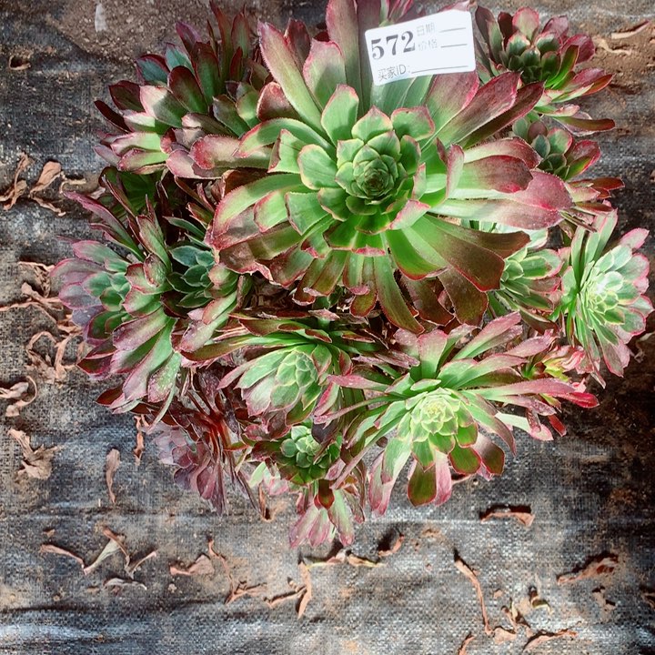 多肉植物572多肉