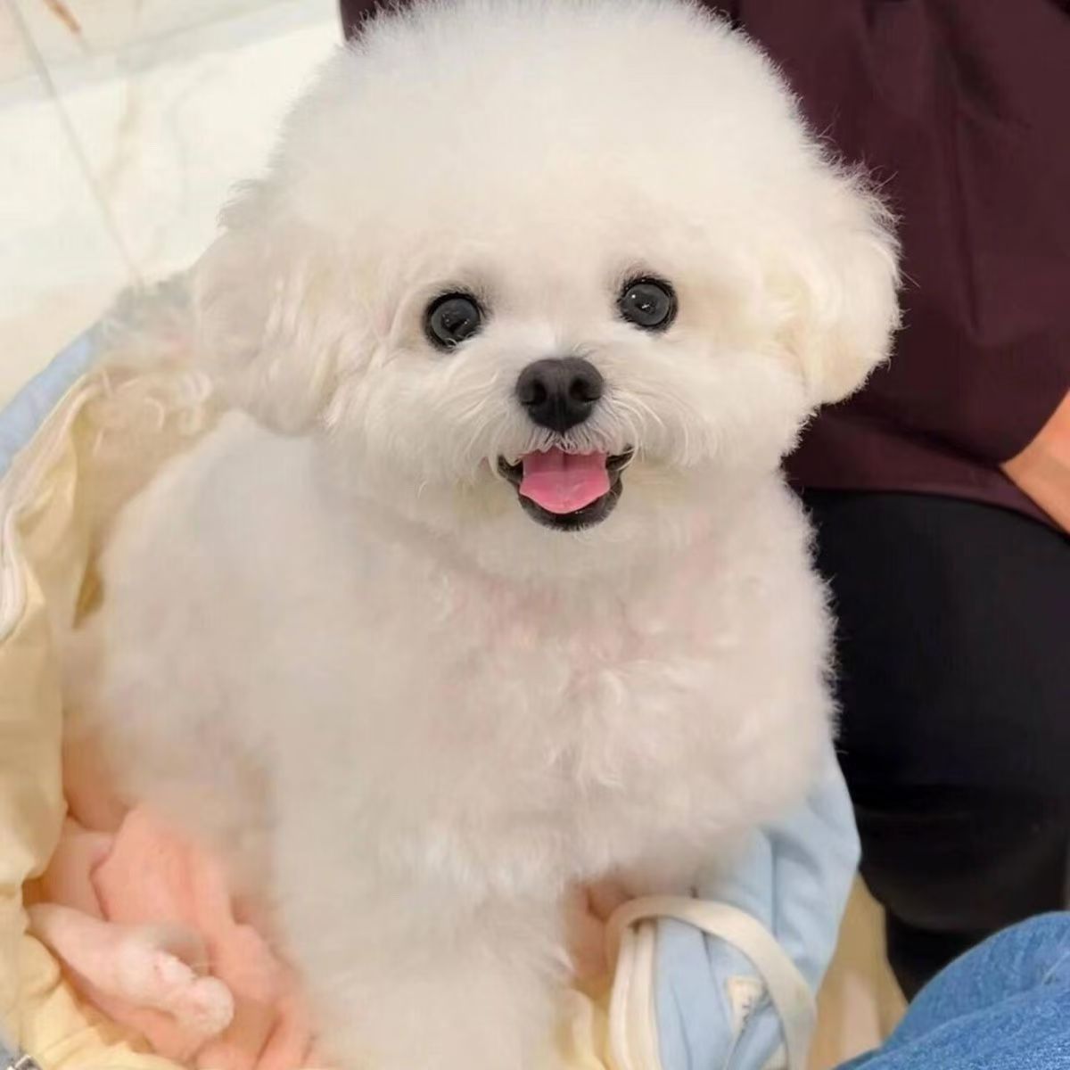 直播间挑选活体狗狗活体宠物通用链接