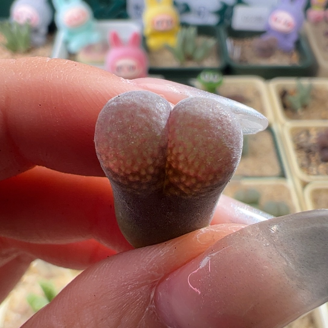 每***家w7.12/2307。 流沙2.5年。  多肉植物