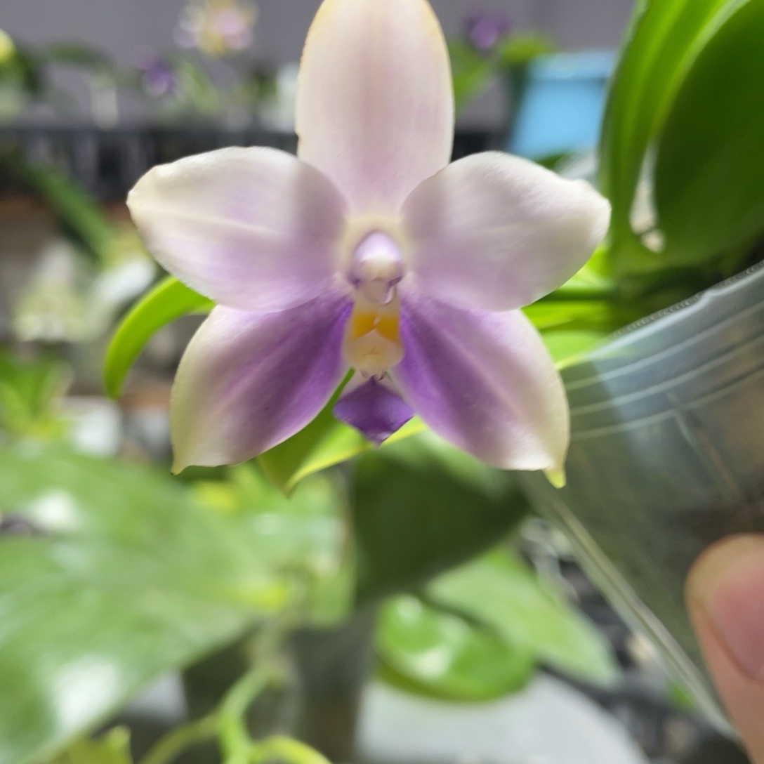 完全开放112叶瑕花期不保