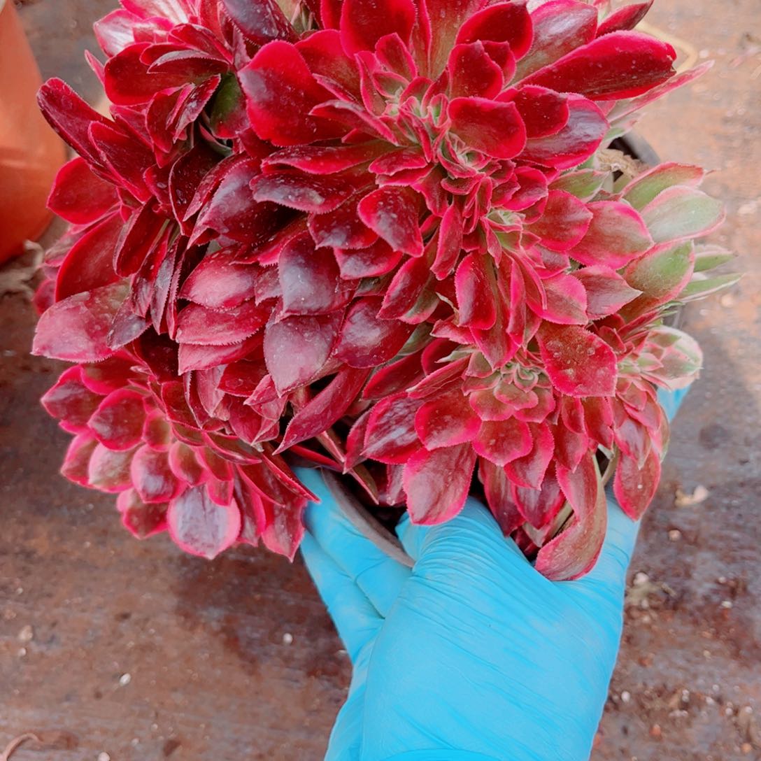 多肉植物734女郎