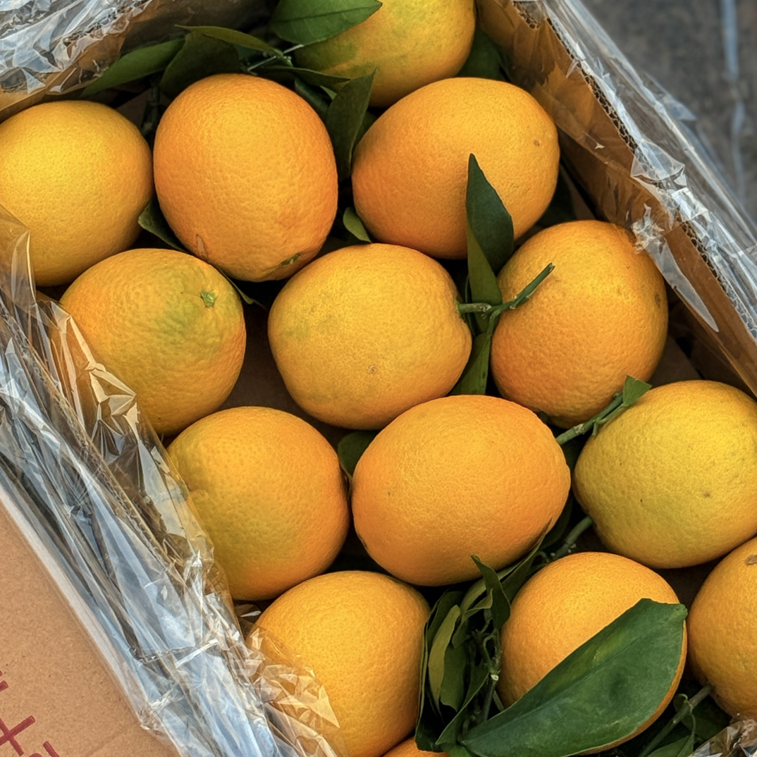 【赣南脐橙】新鲜橙子整箱毛重9.8斤 郑州万邦发货江西省