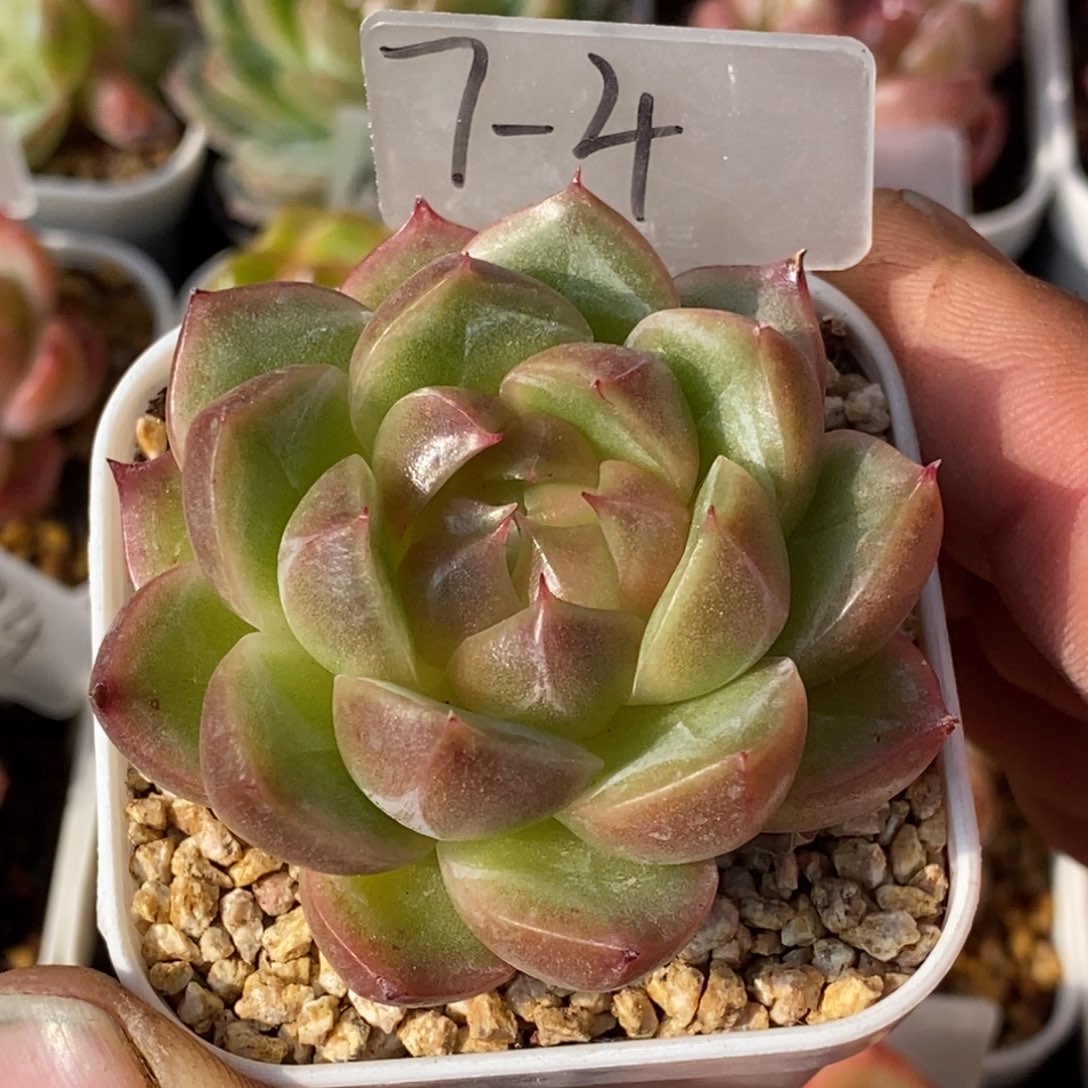 天官赐福百无禁忌