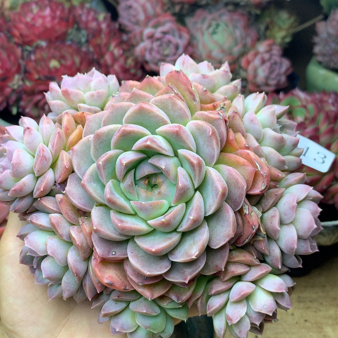 2613杂交精品基地15厘米