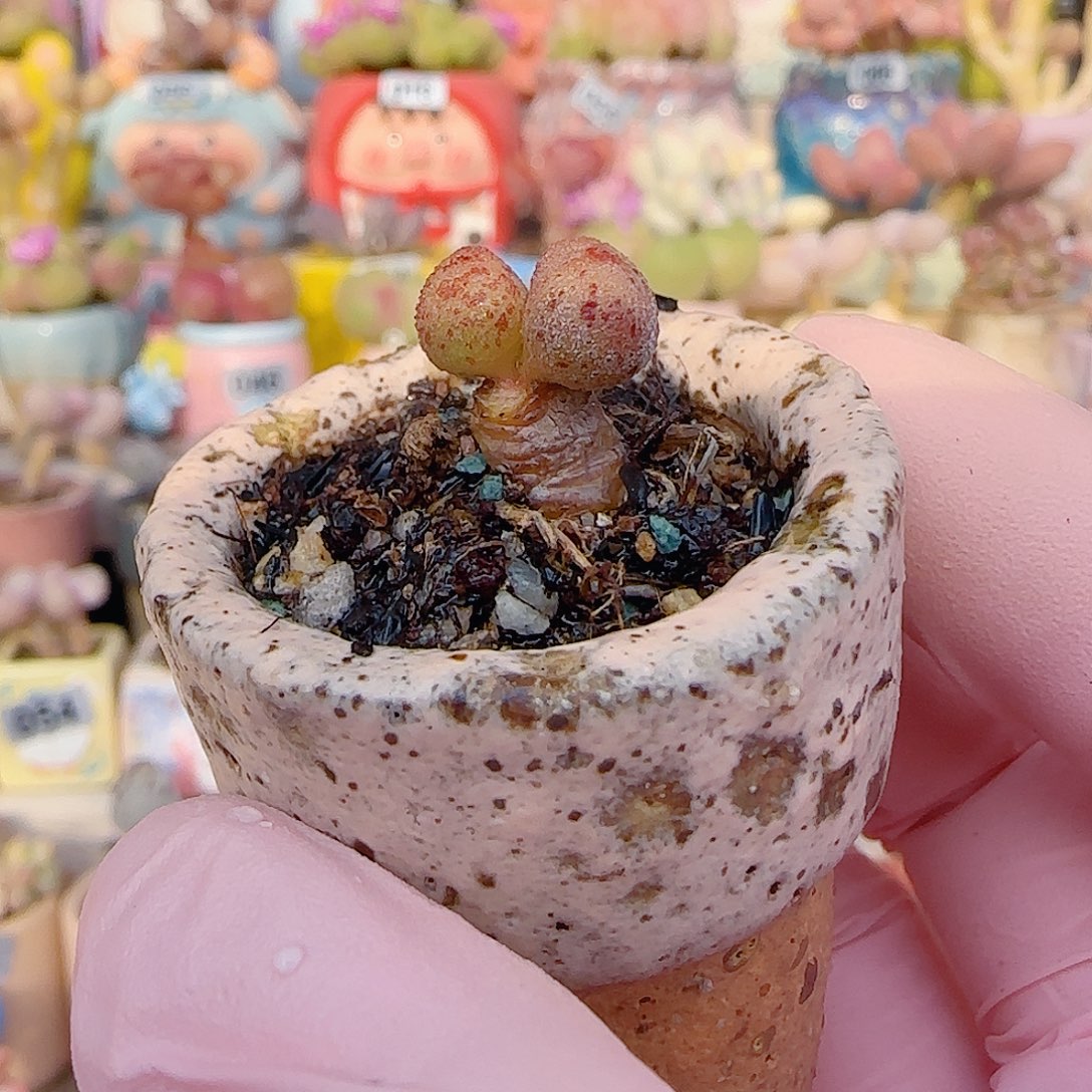 L圆滚滚马力安 盆口3cm