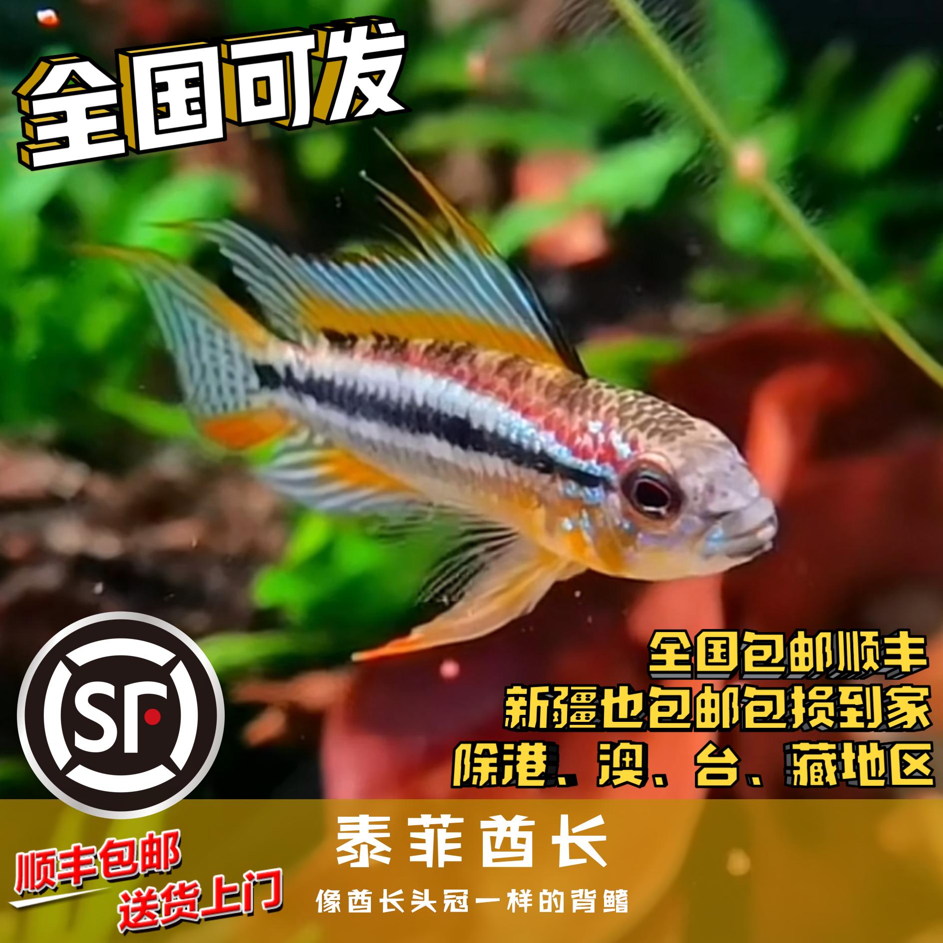 Boo小鱼 泰菲酋长短鲷小型短鲷鱼热带鱼南美淡水鱼