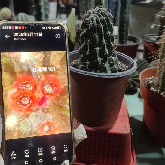 仙人球红喉带根带盆