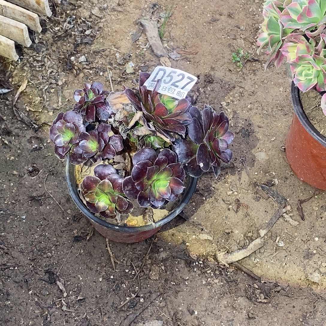 小***七527 多肉植物不包断枝