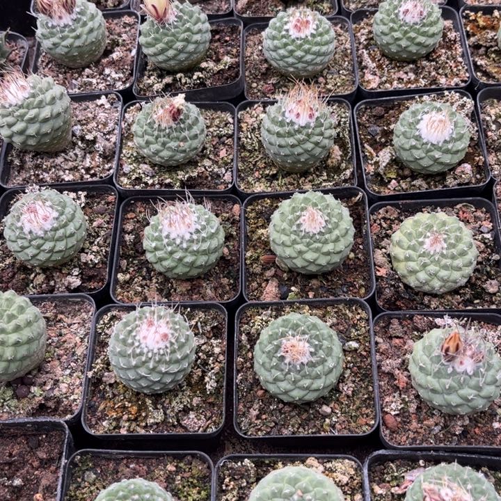 实生菊水好养皮实