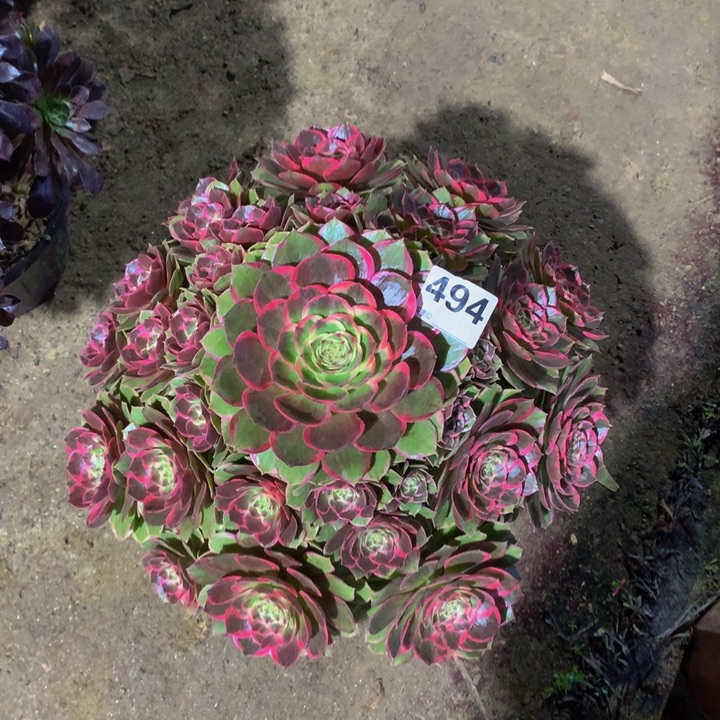 欣***友无花朵粉花妖494000000