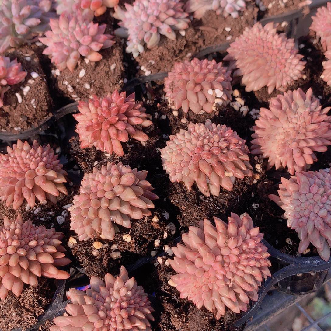 车厘子缀化467889900000000