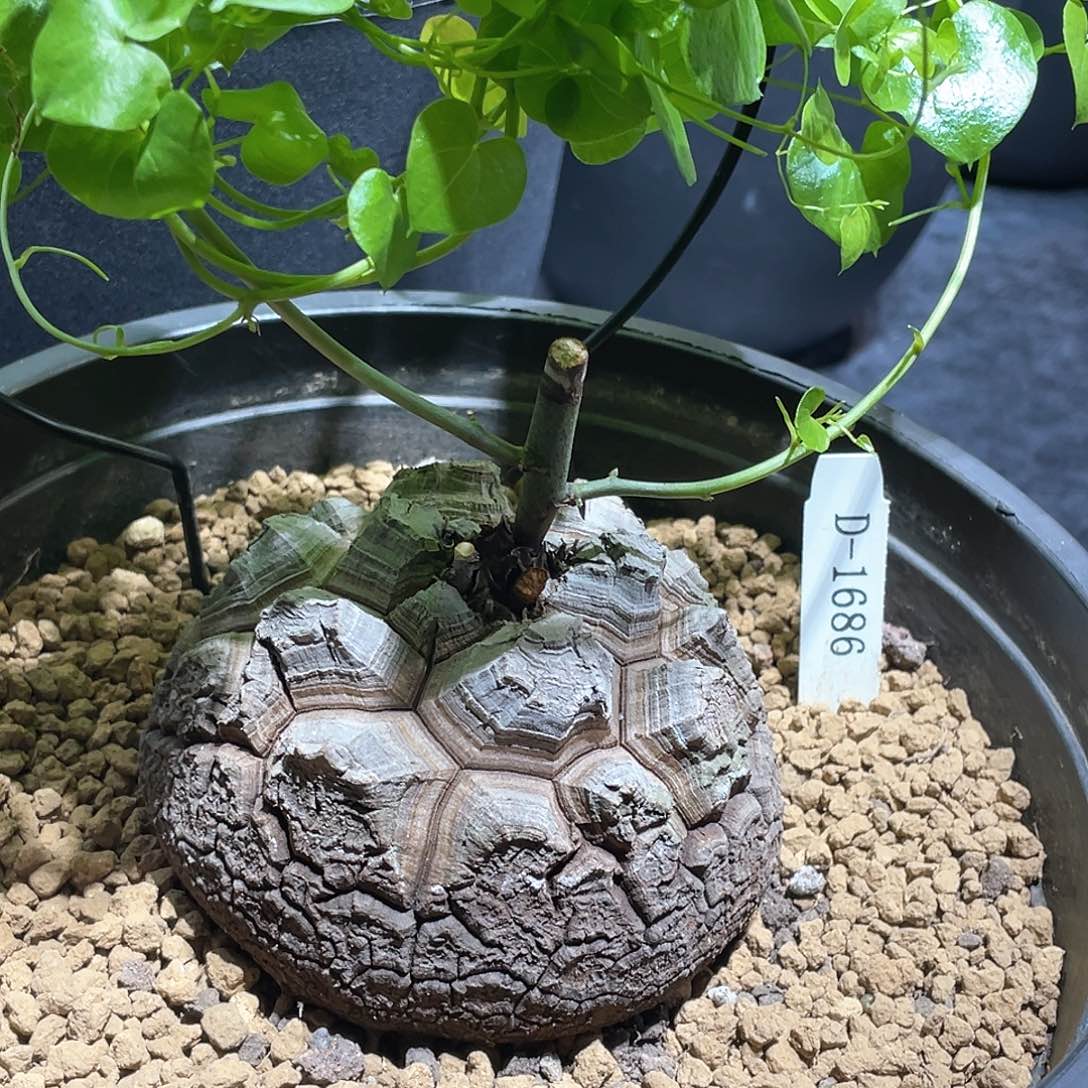 1686号龟甲龙10.3公分