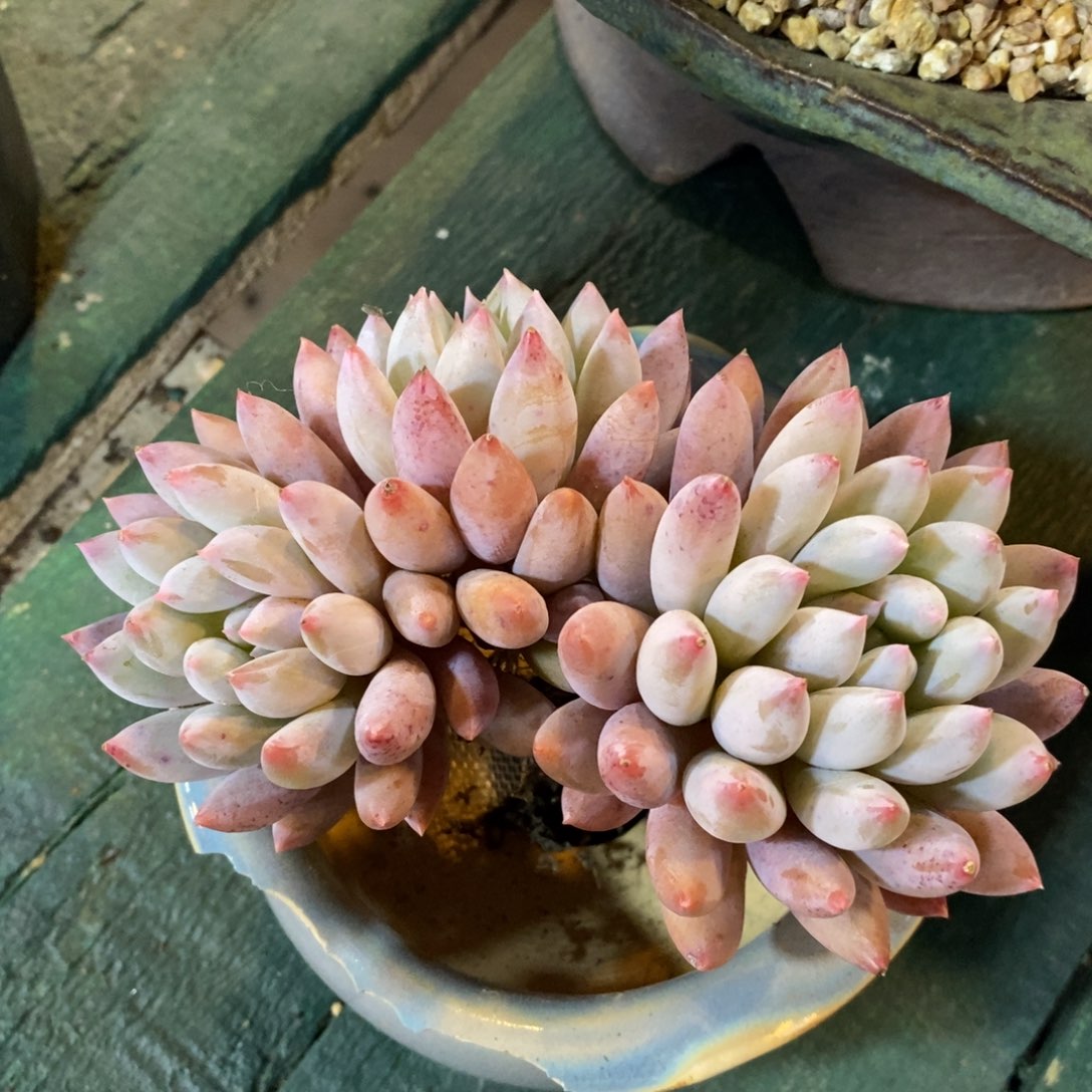 自然群所罗门，123456789