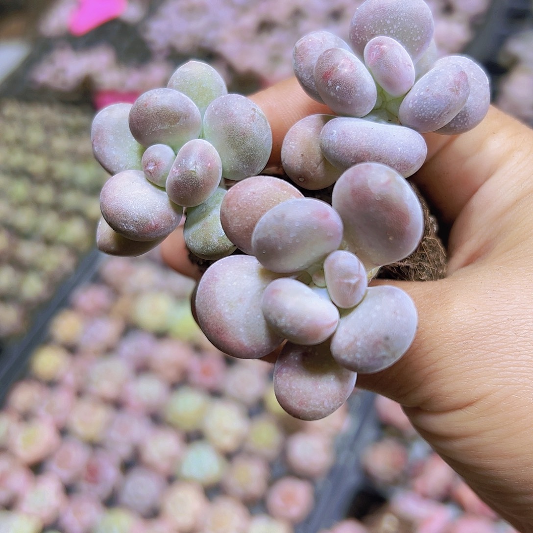 高杆奶酪3个19包邮也哦肉