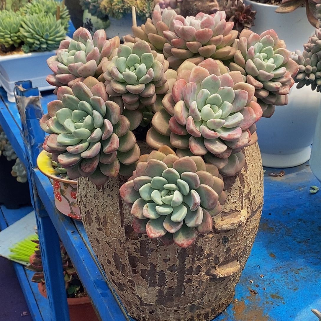 红***星花瓣鹿多肉植物带盆物流自理