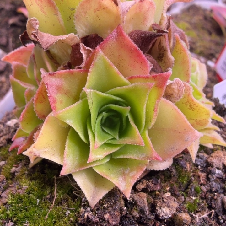 HD620  黄金体x龙母x若初等 侧芽