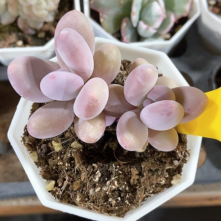 多肉植物奶酪795