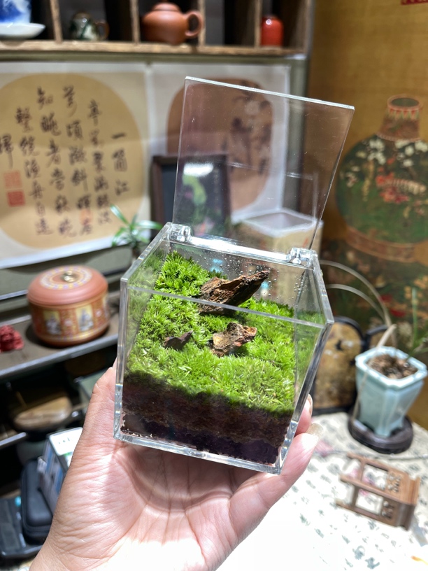 几木清云迷你苔藓微景观