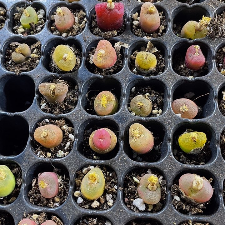 2颗一组小毛汗泥2颗