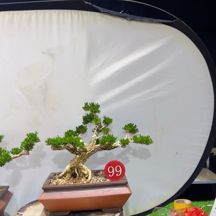 大部分开放少量花苞爱**?