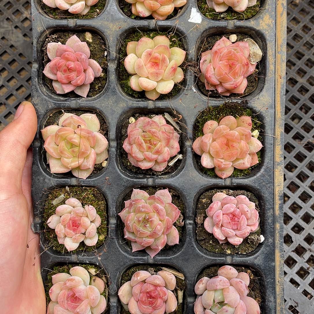 多肉一物一拍13-94