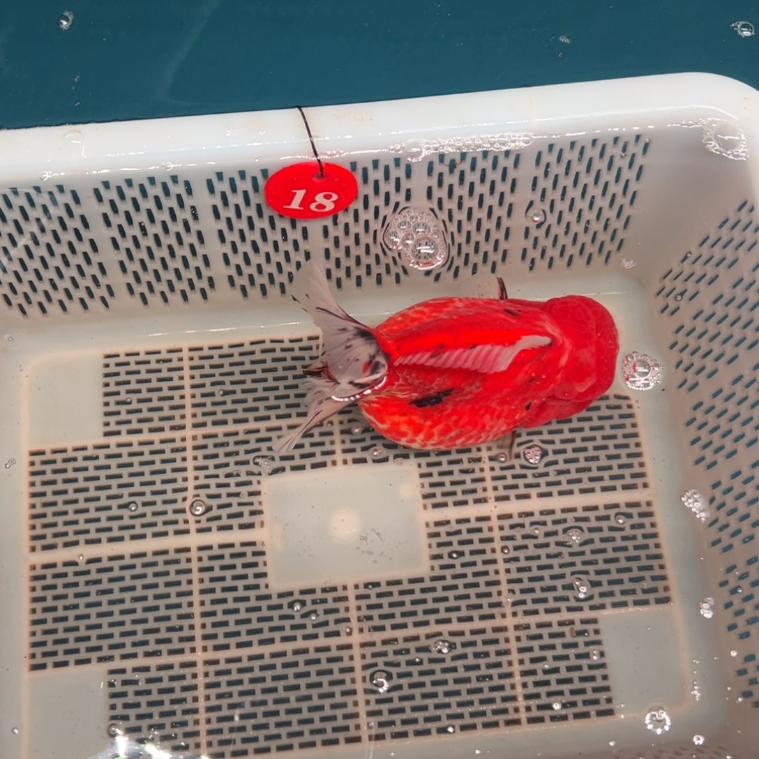 T***平海水鱼你好意思的不给人家