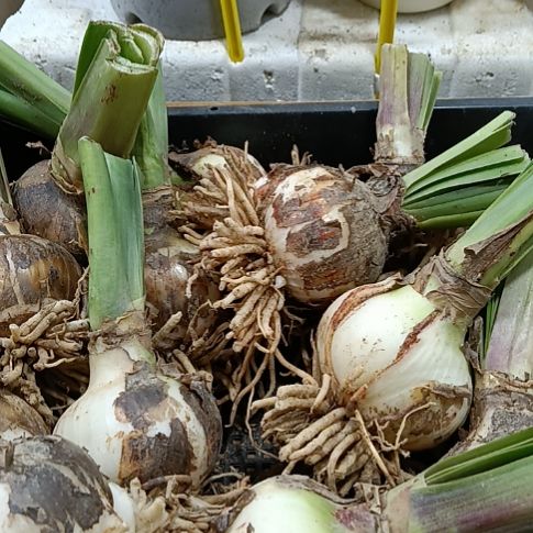 钢***朱无花朵孤宝5-6发10个