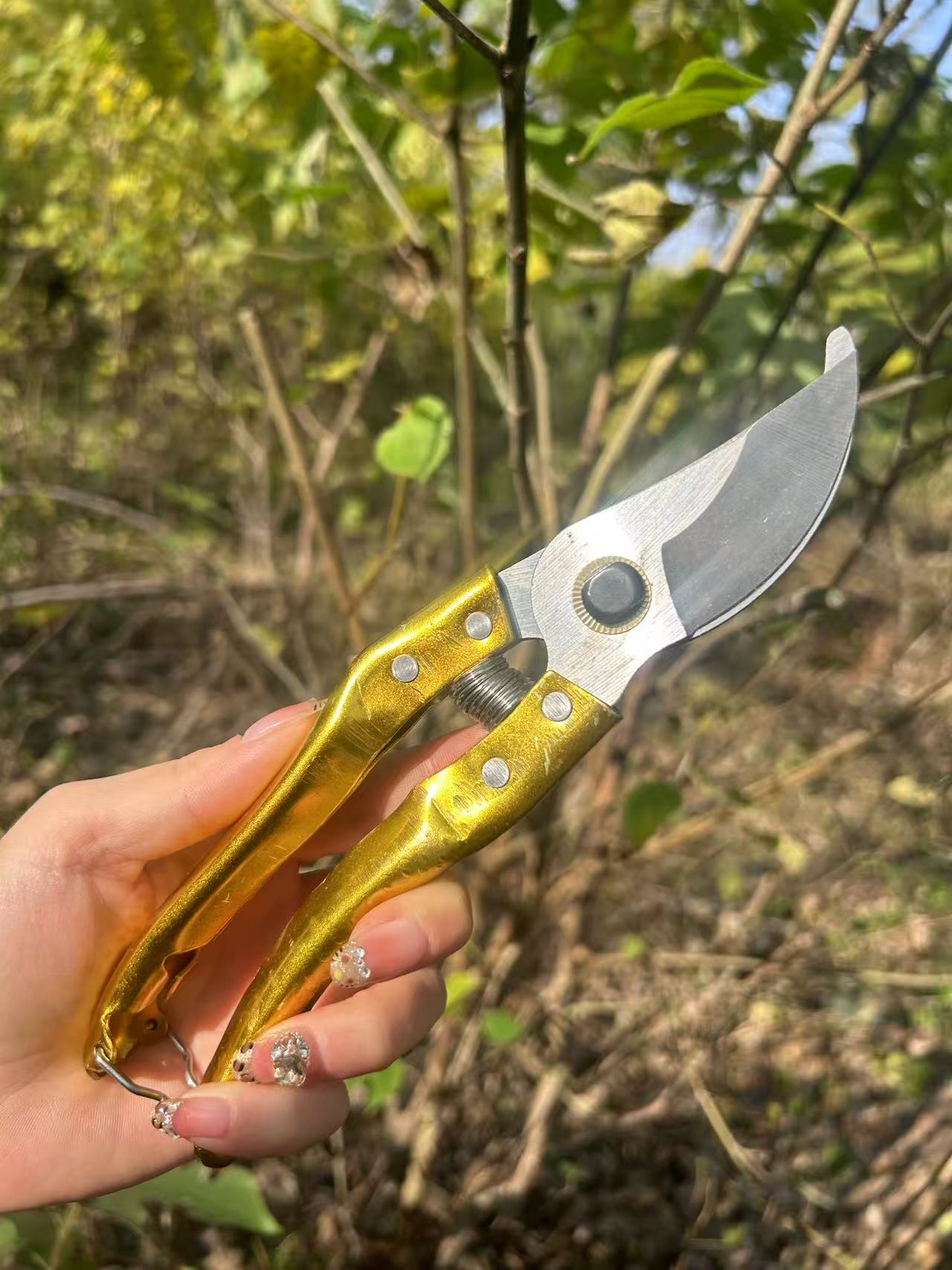 结实耐用便宜实惠修枝剪园林果树剪