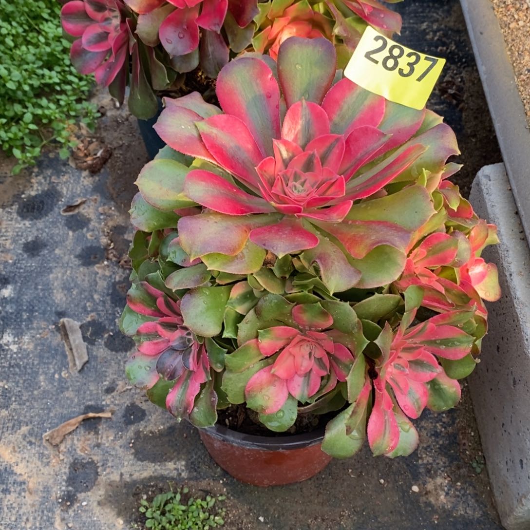 香妃多肉法师2837