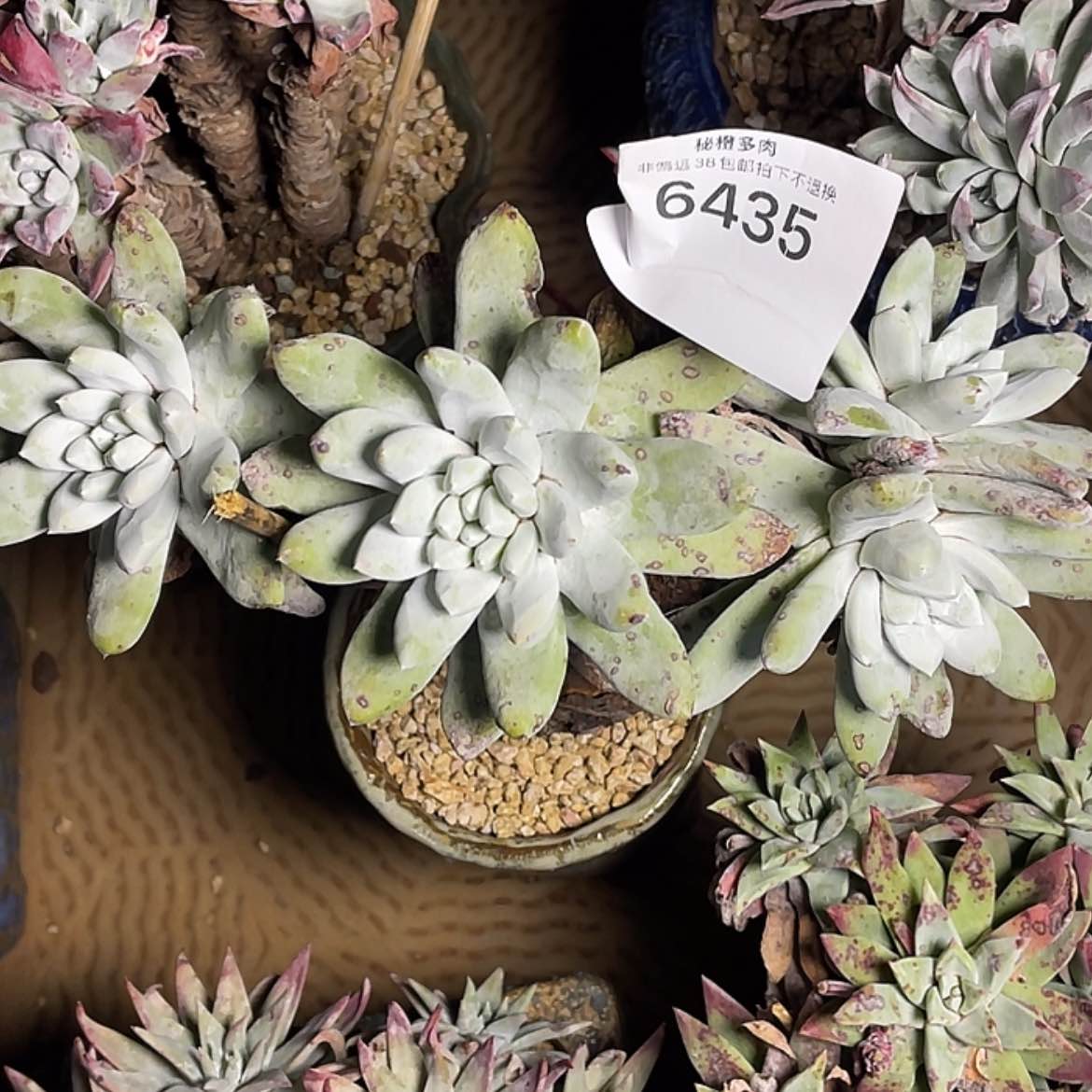 【闪购商品】拇指老桩