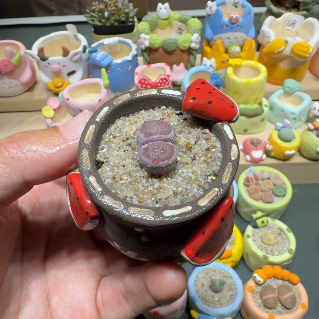 红陶蘑菇446紫饼