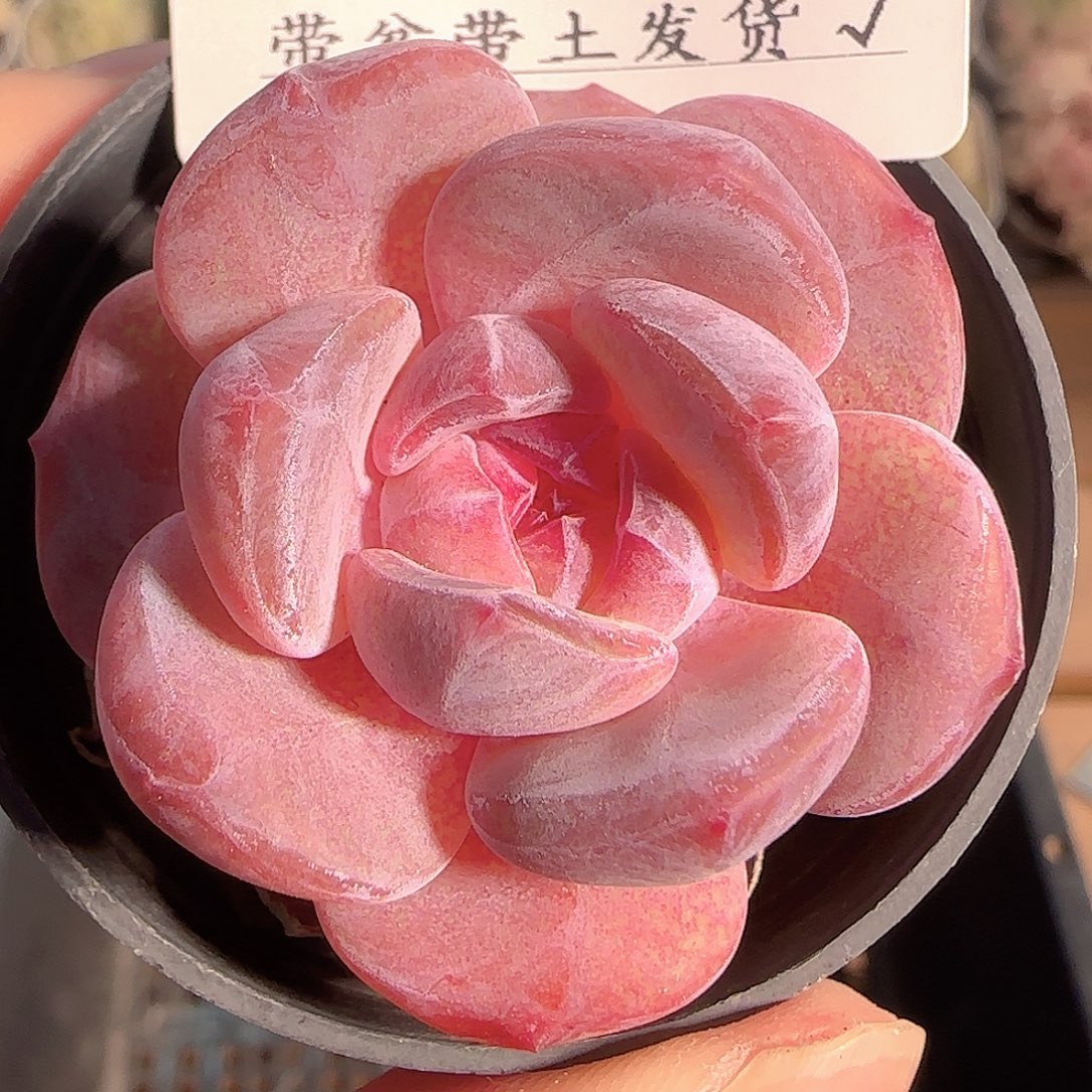 多肉1129-161石榴籽星影
