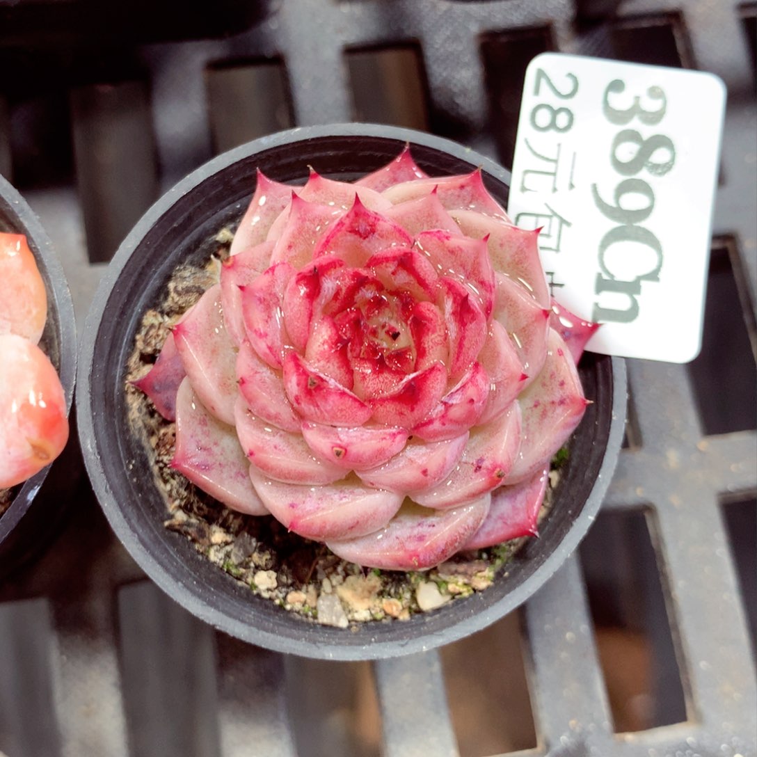 5厘米盆精控多肉389