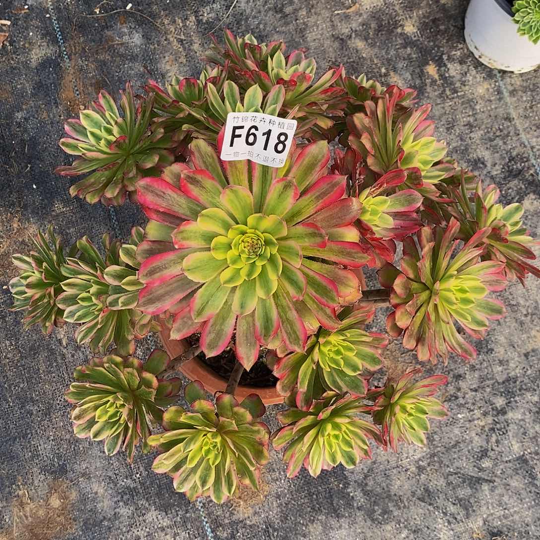 618玉兔锦福利一棵