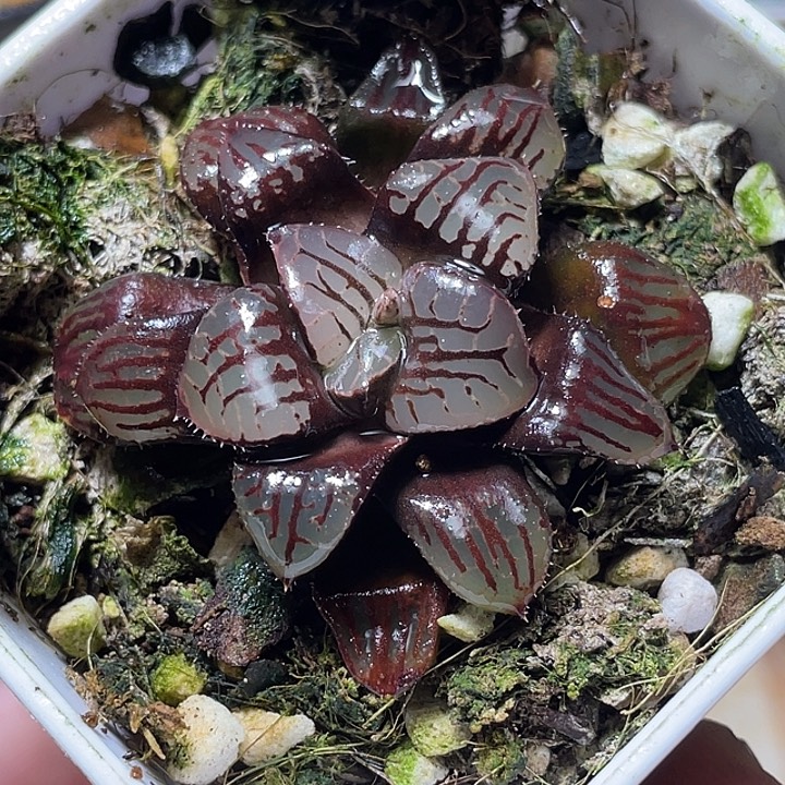 圣***斯555水晶魔界福利一物