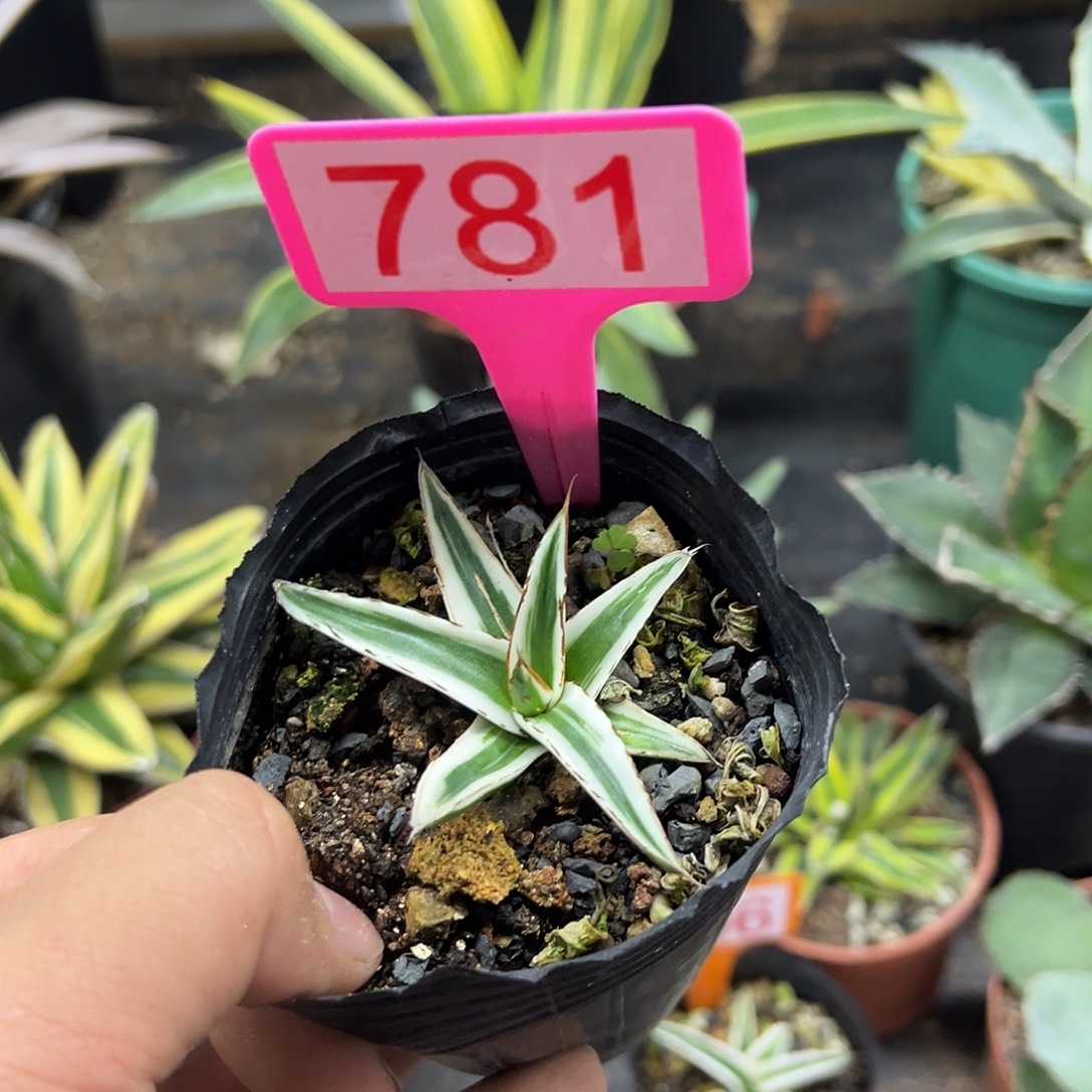冰山龙舌兰系列781
