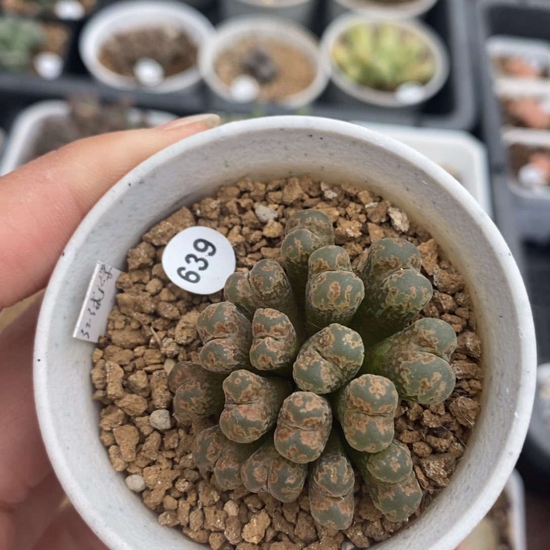 火柴头勋章16头（多肉