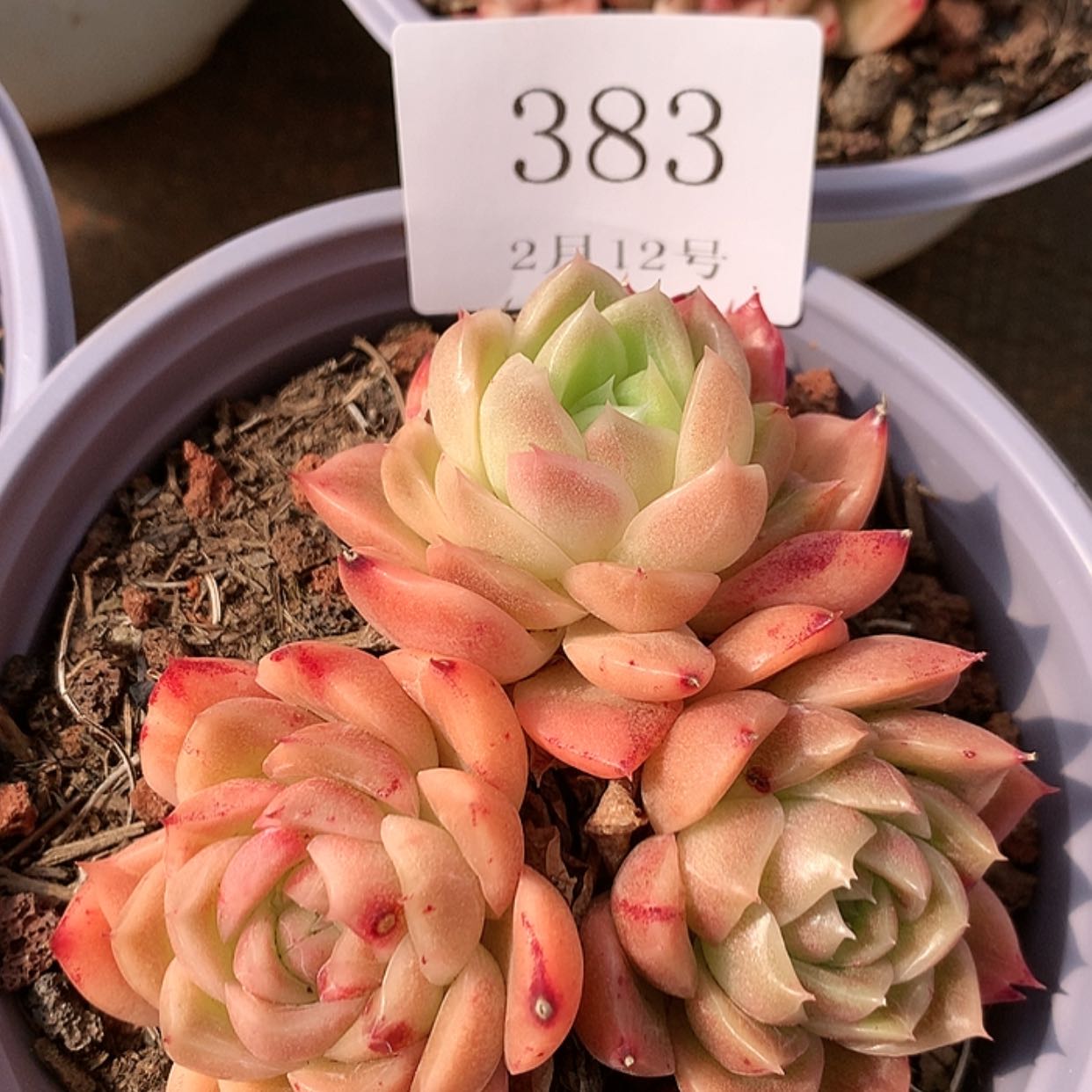 【闪购商品】云383号