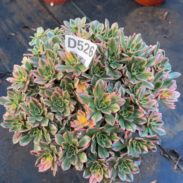 瑞妈多肉园艺526甜茶，