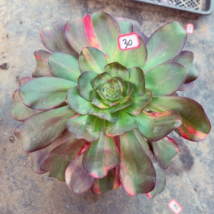 巫毒七彩30法师多肉