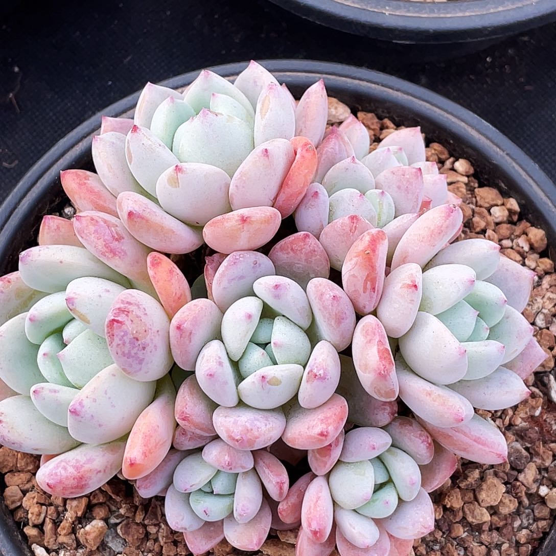 整桩无砍多头望舒一颗